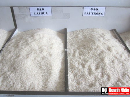 Gạo lai - Agrimexco Ca Mau - Công Ty CP XNK Nông Sản Thực Phẩm Cà Mau